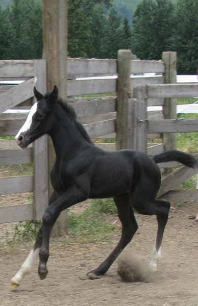 Fatima 2008 colt